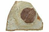 Fossil Leaf - Montana #262540-1